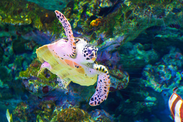 A large sea turtle swims in an aquarium. bottom view