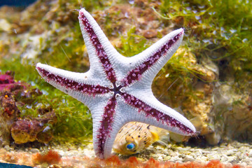 starfish stick to the glass in the aquarium.