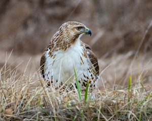 Read Tailed Hawk