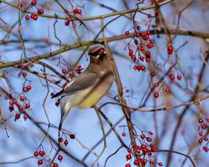 Waxwing Having a Snack