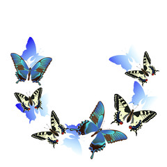 Swallowtail Butterflies flying in a circle. Isolate on white background.