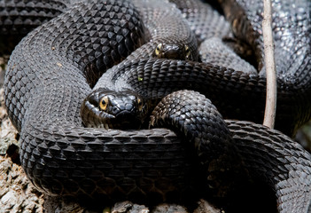 Northern Watersnakes Mating