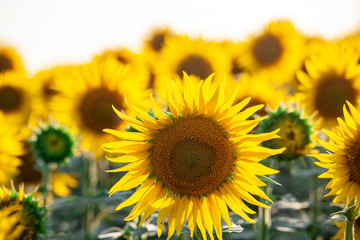 Obraz premium field of blooming sunflowers on a background