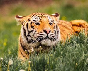 Obraz premium Stalking Tiger