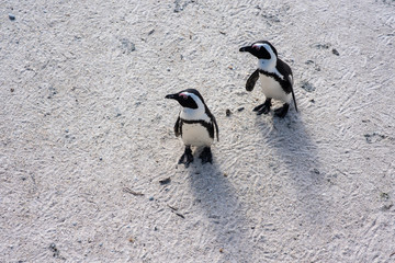 Fototapeta premium Penguins walking on local beach