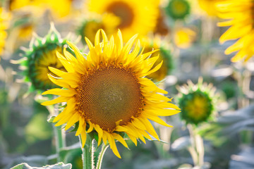 field of blooming sunflowers on a background