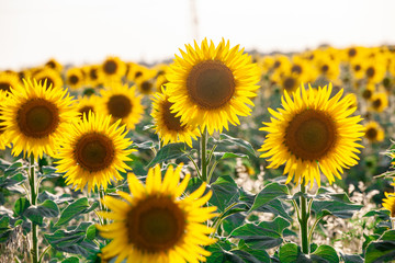 field of blooming sunflowers on a background