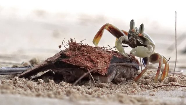 Close-up of tiny ghost crab eating pulp from coconut piece lying on sand. Sea crustacean foraging for food on sandy beach of tropical island. Wildlife scene with aquatic animal. Fauna of tropics.