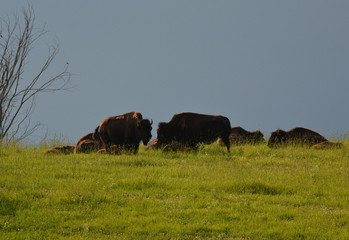 Bison Herd