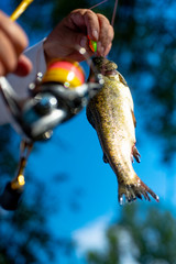 Brown trout being caught in fishing net. Fly fishing. Fisherman and trophy trout. Fly rod and reel with a brown trout from a stream.