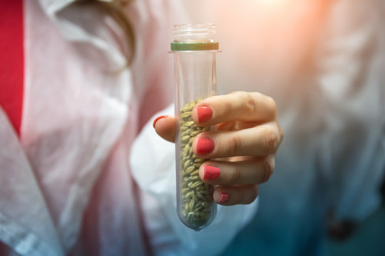 Malt seeds in test tube in brewery worker hand, close up. Industrial food and drink laboratory technologies concept