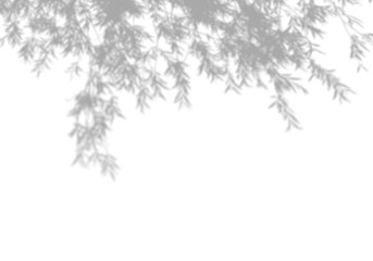 Summer background of shadows tree on a white wall. White and Black for overlaying a photo or mockup