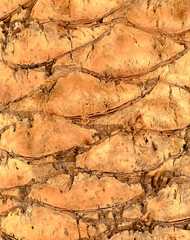 Palm tree bark, 100% organic natural material for designers, close up detail.