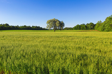 Green countryside landscape with tree