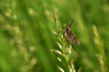 Nahaufnahme einer Eintagsfliege an einem Grashalm auf einer Wiese im Sommer