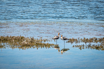 Shollenberger Park in Petaluma, Ca.