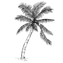Obraz premium Hand drawn sketch Palm tree silhouette