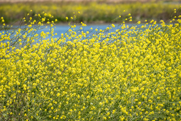 Obraz premium Thick yellow mustard flowers growing in wetlands