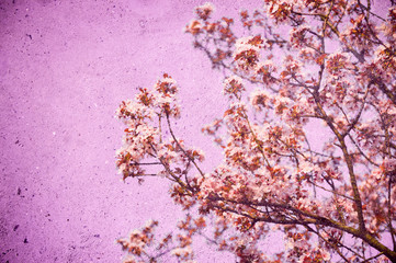 Textured overlay of soft cherry blossoms blooming on grunge pink concrete wall