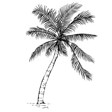 8,400+ Palm Tree Line Drawing Stock Photos, Pictures & Royalty-Free Images  - iStock