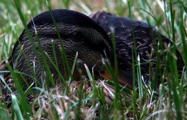 Female Mallard Duck resting on short grass beside the Grand Union Canal Buckinghamshire.