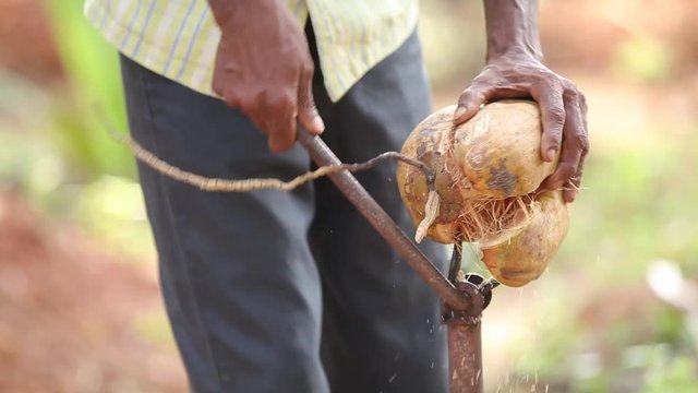 Village man peeling coconut shell