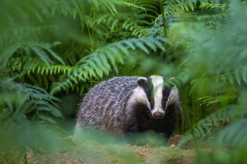 Badger, meles meles, portrait/close up surrounded by green bracken stems and leaves forest on a warm July evening in scotland. © Paul
