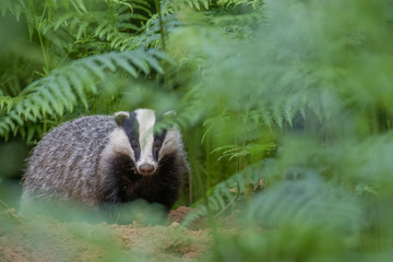 Badger, meles meles, portrait/close up surrounded by green bracken stems and leaves forest on a warm July evening in scotland.