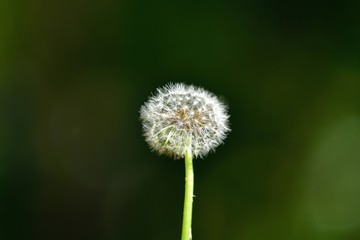 光を浴びて輝くタンポポの綿毛