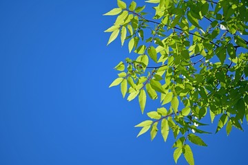 光を浴びて輝く新緑の若葉 