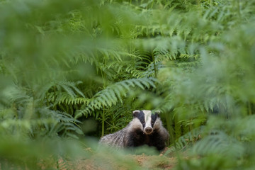 Badger, meles meles, portrait/close up surrounded by green bracken stems and leaves forest on a warm July evening in scotland. © Paul