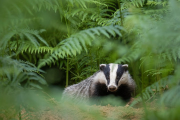 Badger, meles meles, portrait/close up surrounded by green bracken stems and leaves forest on a warm July evening in scotland.
