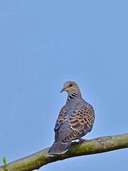振り返りポーズがかわいいキジバト