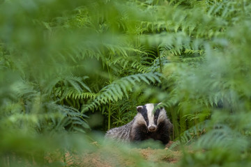 Badger, meles meles, portrait/close up surrounded by green bracken stems and leaves forest on a warm July evening in scotland. © Paul