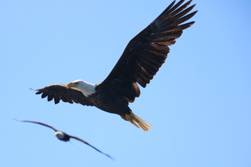 Twin Bald Eagles Flying in Formation