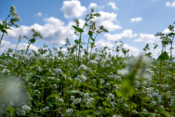 Buckwheat flowers in full bloom in Japan