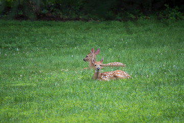 White Tailed Deer Fawns