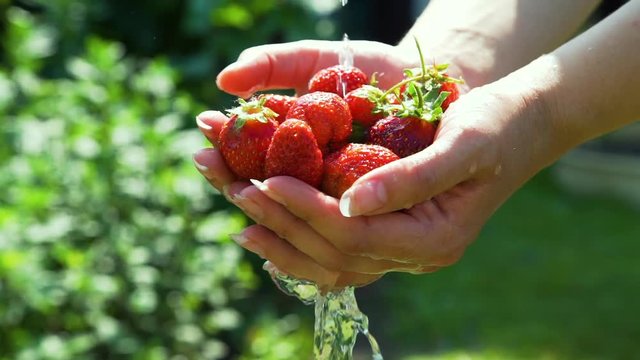 Close Up of Woman Holding Fresh Strawberries in Hands and Washing It in the Garden. Slow Motion. Nature and Ecology Concept