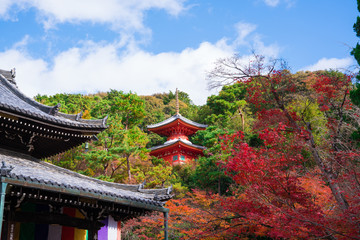 京都　今熊野観音寺の紅葉
