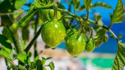 Small Green Tomatoes