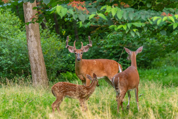 Naklejka na ściany i meble Deer family together - buck, doe and fawn