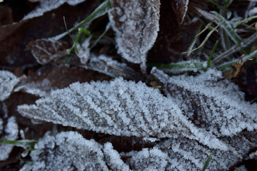 Hoja seca de invierno cubierta de hielo