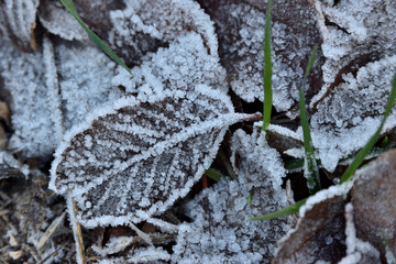 brotes verdes entre hojas secas de invierno cubiertas de hielo