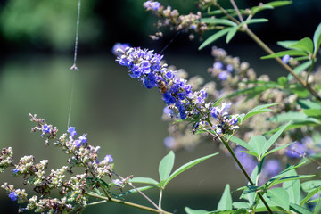 Blue flowers with spider web and bee
