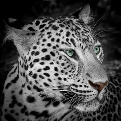 Leopard portrait