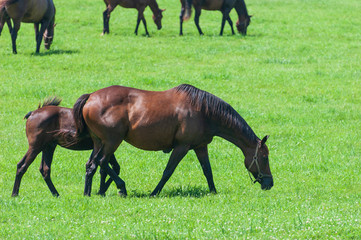 Thoroughbred horses on a Kentucky horse farmh