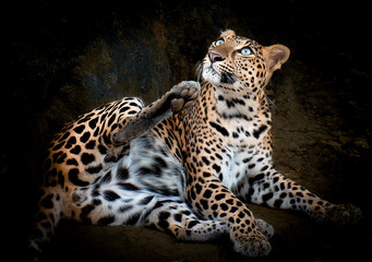Naklejka na ściany i meble Jaguar tiger