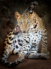 Fototapeta na wymiar Jaguar tiger