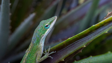 Lizard on an aloe plant