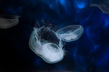 Jellyfish in water